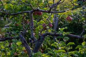 PODEKURSUS TIL FORÅRET